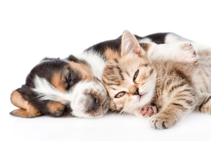 养猫和买不买笔记本没关系，你先搞清楚自己有多少钱