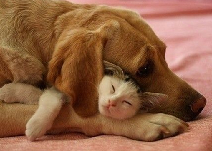 鼠标钩子 鼠标滚轮_鼠标多少钱一个_dell鼠标 联想鼠标哪个好