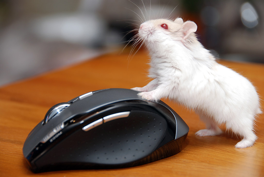 一个鼠标成本_什么是成本报表?成本报表的作用是什么?_成本费用利润率中的成本费用不包括