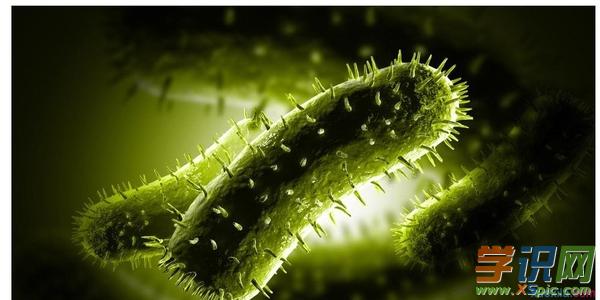 十大最常见的电脑病毒有哪些_常见的计算机病毒