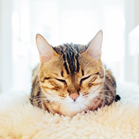 显卡风扇怎么加润滑油