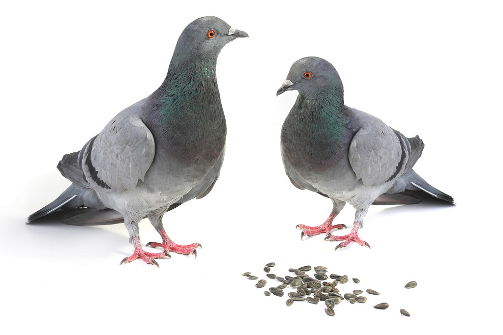 灰鸽子查杀_灰鸽子_灰鸽子2010