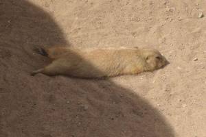 影雅软件，影雅电视 怎么安装第三方软件