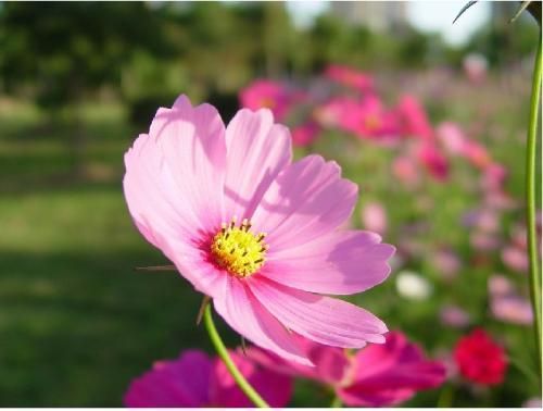 剑灵极致画面质量科普 以及显卡设置教程