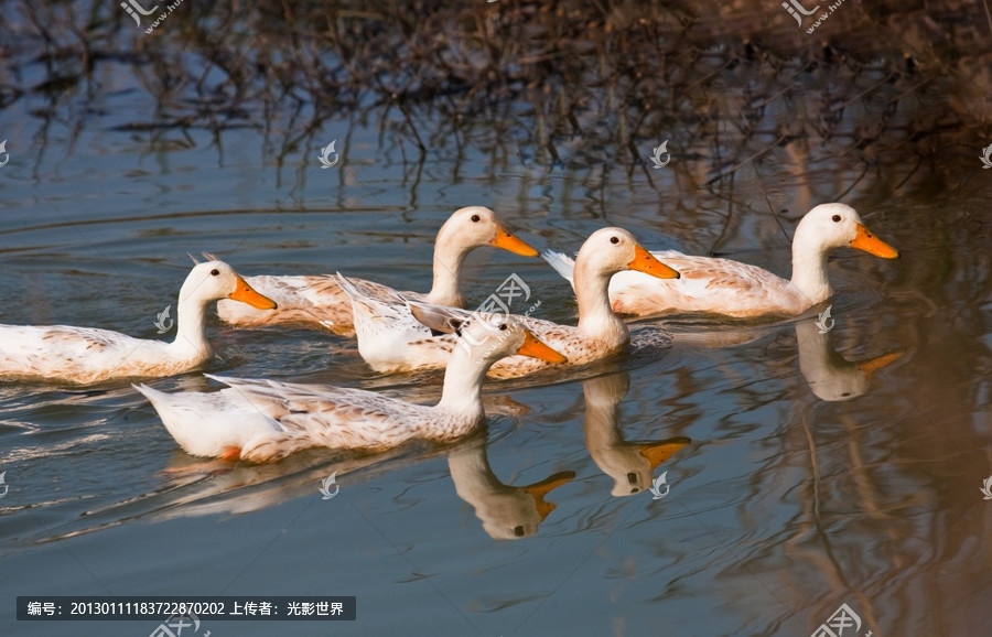 高清显示器_安装完吉吉播发器为什么网页还是显示要安装_金佳佰业hdmi高清显示线 1.5m(深灰色)