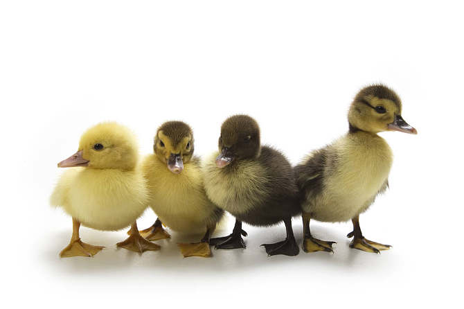 安装完吉吉播发器为什么网页还是显示要安装_高清显示器_金佳佰业hdmi高清显示线 1.5m(深灰色)