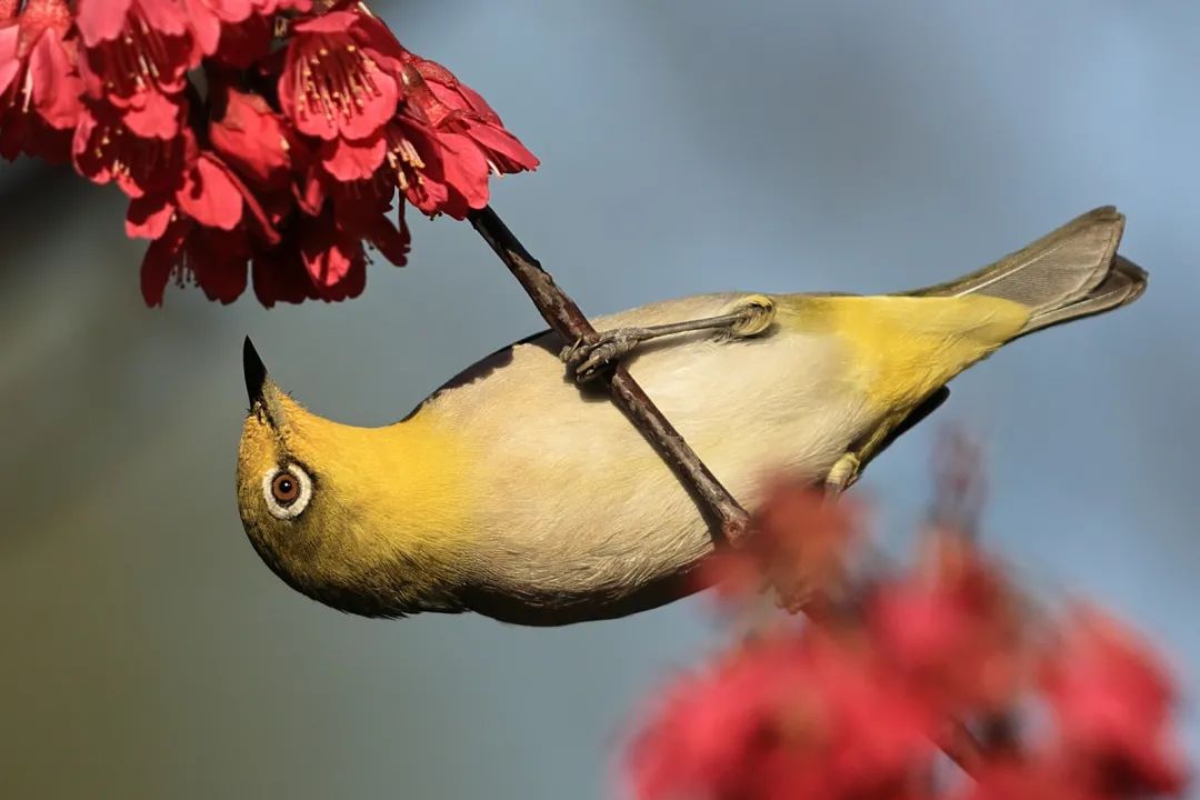头戴式显示器 眼睛是远对焦还是近对焦