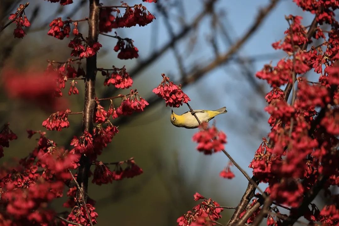 头戴式显示器 眼睛是远对焦还是近对焦
