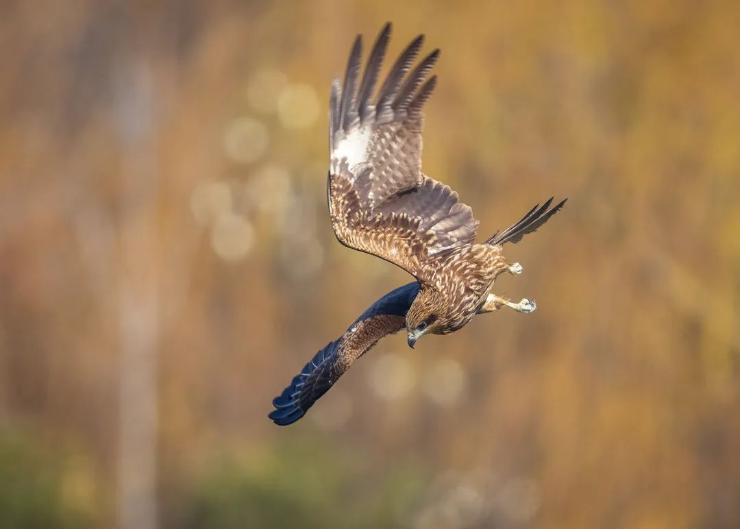 头戴式显示器 眼睛是远对焦还是近对焦