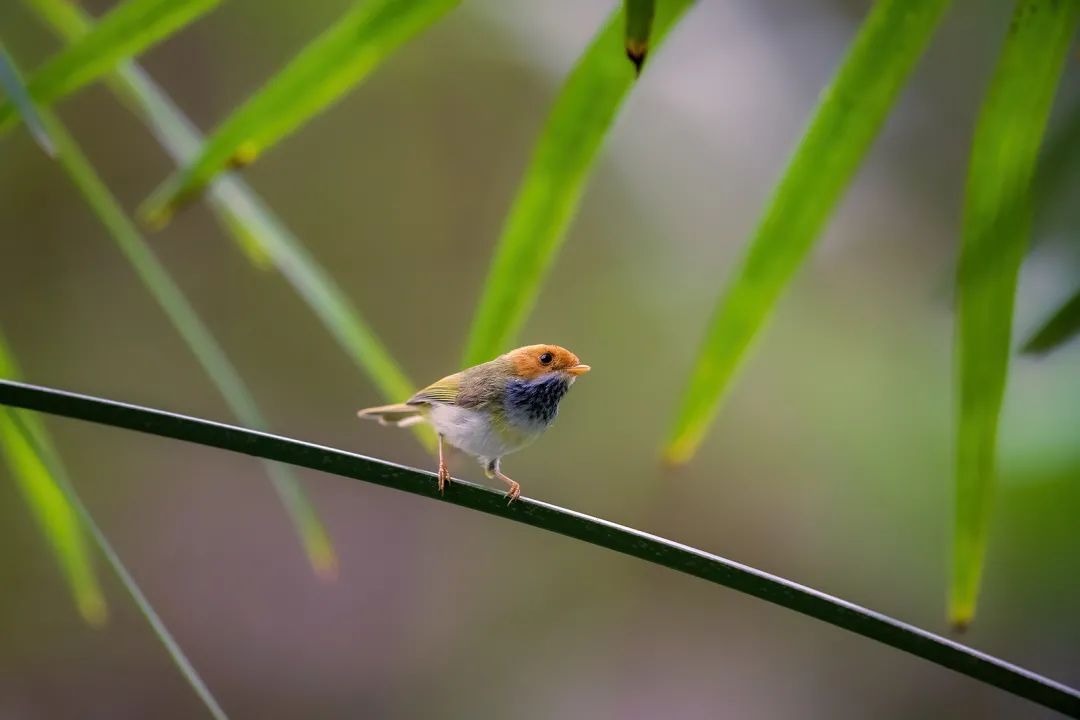 头戴式显示器 眼睛是远对焦还是近对焦