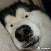 我就天际线配置问题在B站作建设性总结