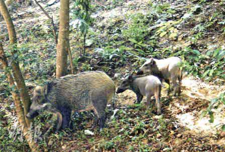 供应声诱机器特价什么牌子最好的，捕猎有报警铃音