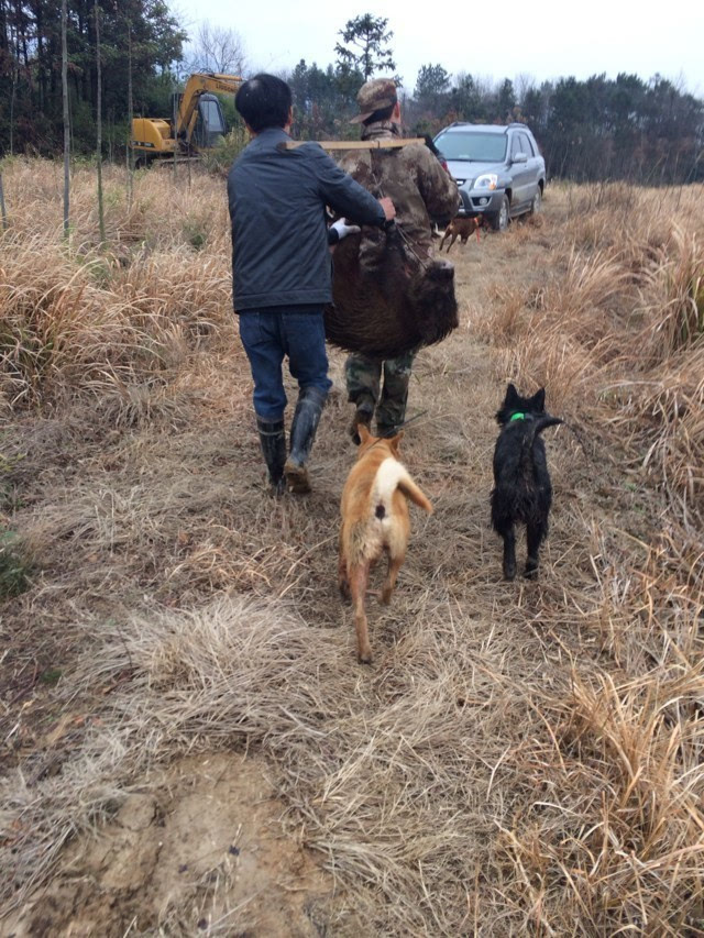 无可攀比供应器野猪机捕野新来安县怎么样