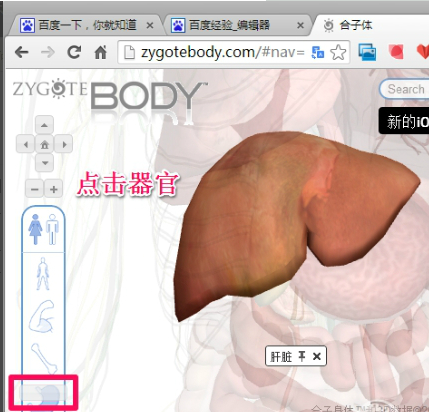 谷歌人体浏览器