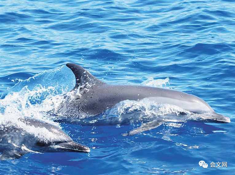 海豚浏览器电脑版_ie浏览器官网 电脑版_海豚浏览器电脑版