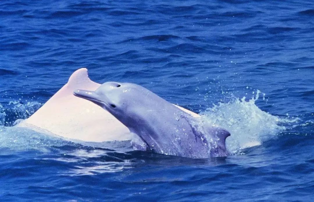 ie浏览器官网 电脑版_海豚浏览器电脑版_海豚浏览器电脑版