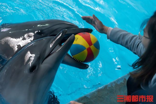 海豚浏览器电脑版_海豚浏览器电脑版_ie浏览器官网 电脑版