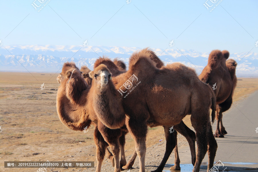 一般台式机显示是半高显卡还是全高显卡_甲天下的甲是什么意思_马甲显卡是什么意思