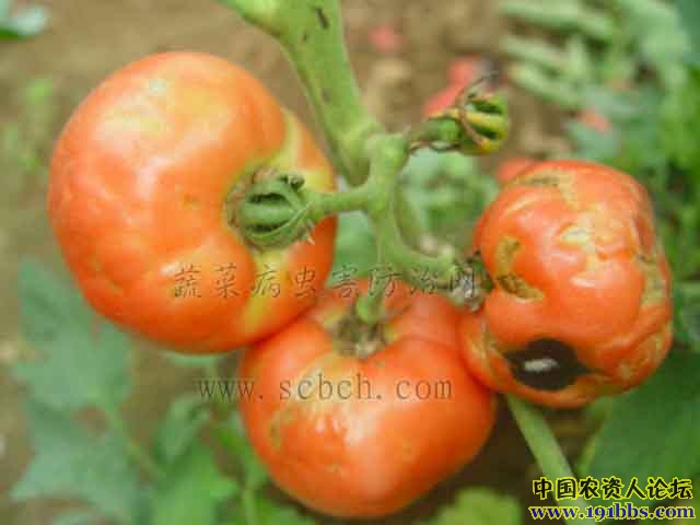 电脑店超级u盘制作启动工具_超级u盘启动盘制作工具_u启动制作u盘启动盘