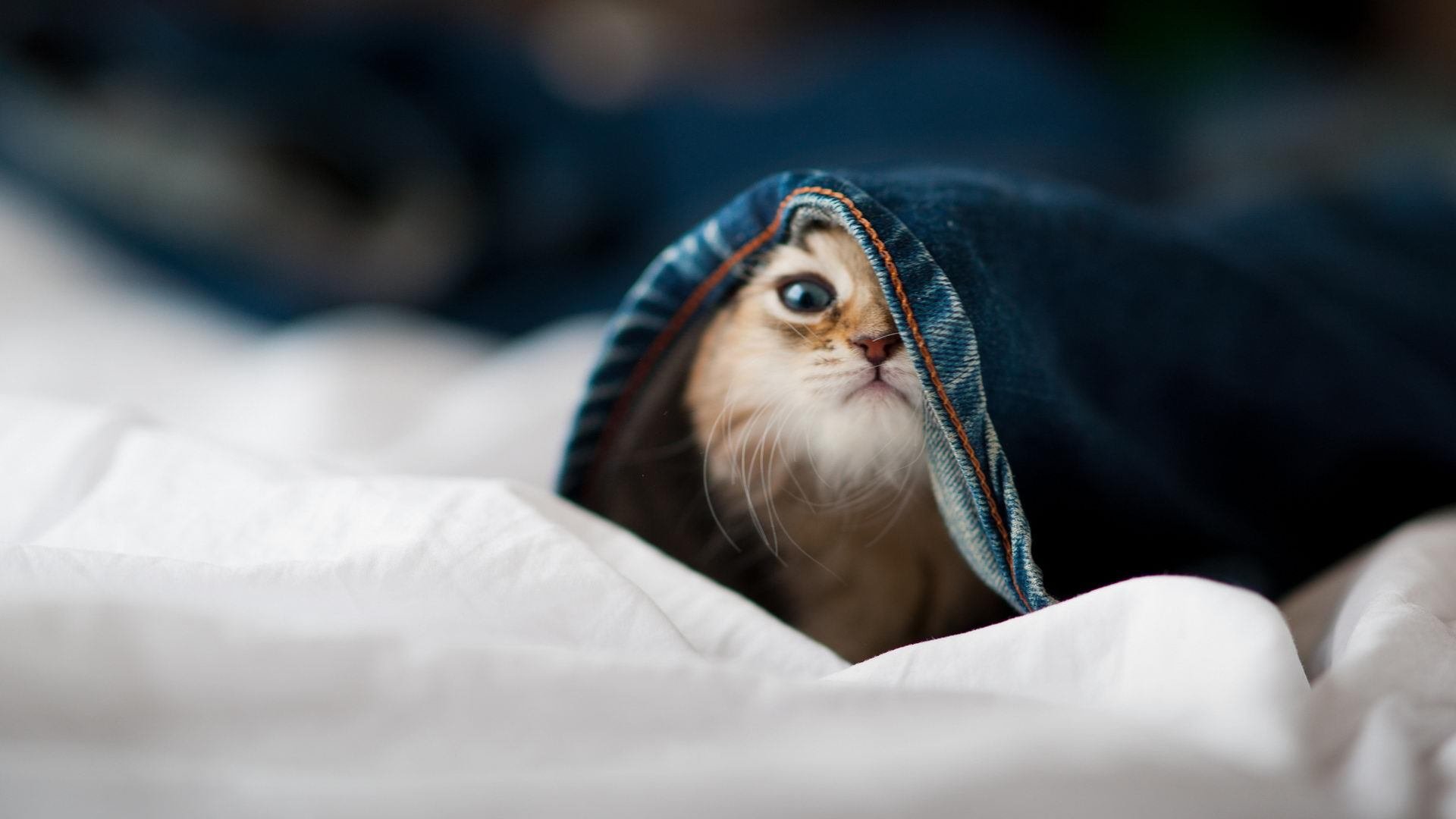 金山毒霸注册码