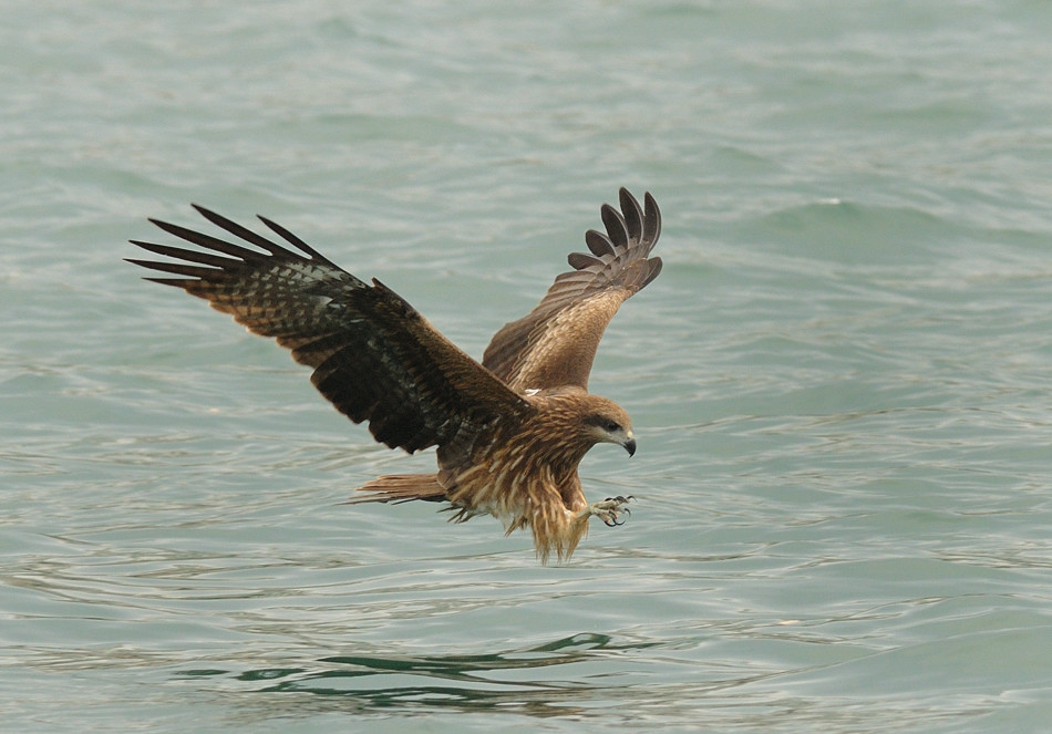 不到500元的北影GT640猛禽产品评测的报道