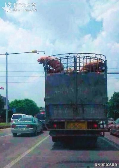 ?＂越狱猪＂高速路跳车 网友神回复：不自由毋宁死