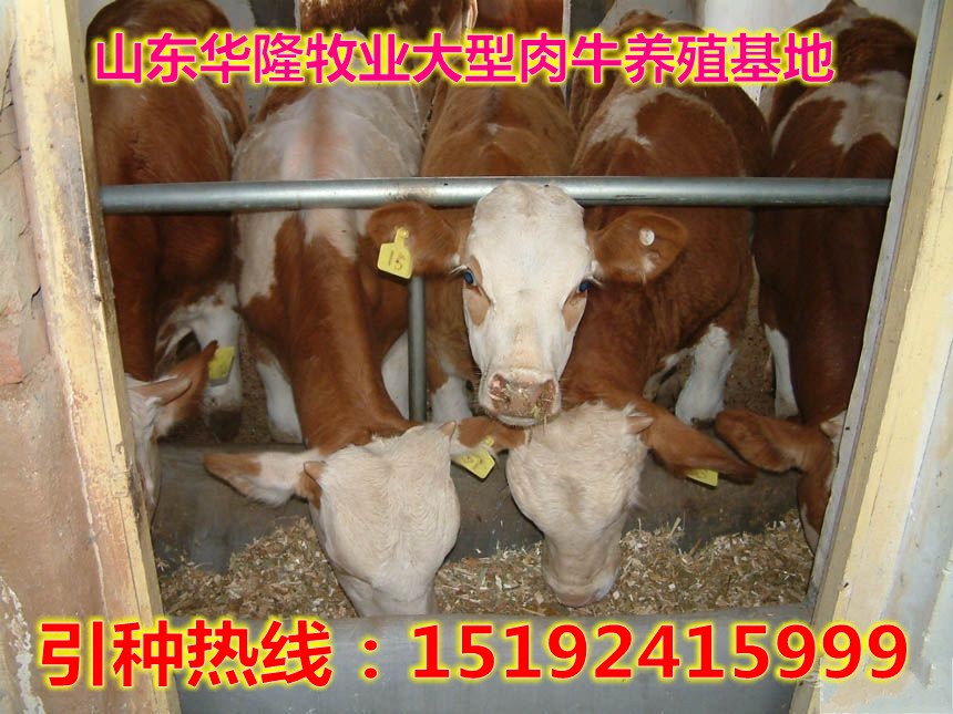 炉霍贴吧?炉霍事件?甘孜人事考试网?炉霍养牛贴吧→