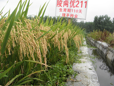 陵两优741在哪买_陵两优7947_陵两优741