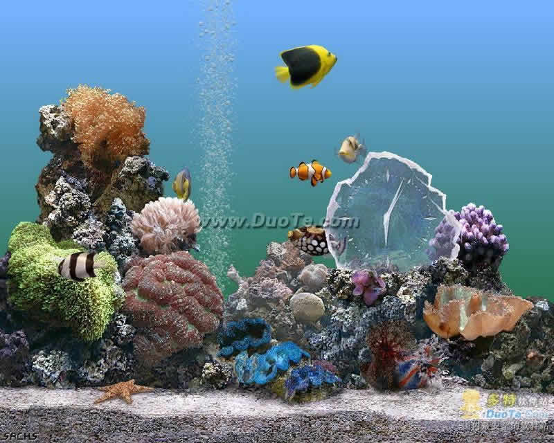 热带鱼水族箱屏幕保护程序 win7_热带鱼水族箱屏幕保护程序 win7_win7热带鱼水族箱屏幕保护程序
